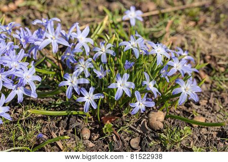 Chionodoxa In Spring