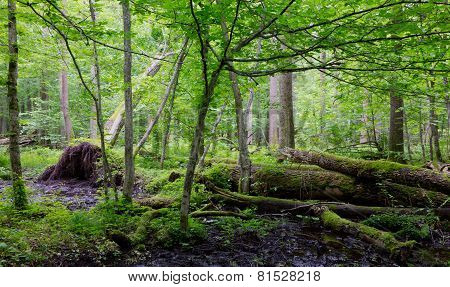 Old Moss Wrapped Ash Tree Lying In Natural Deciduous Stand