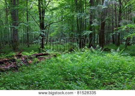 Old Moss Wrapped Ash Tree Lying In Natural Deciduous Stand