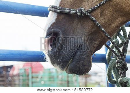 Old Horse muzzle