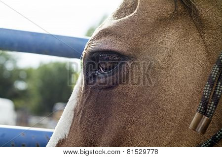 Horse Looks on at Farm life