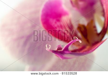 Closeup beautiful blooming pink orchid flower with water drop on the petal
