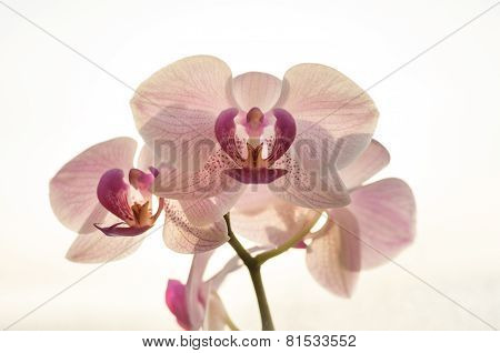Closeup beautiful blooming pink orchids flowers on a white background
