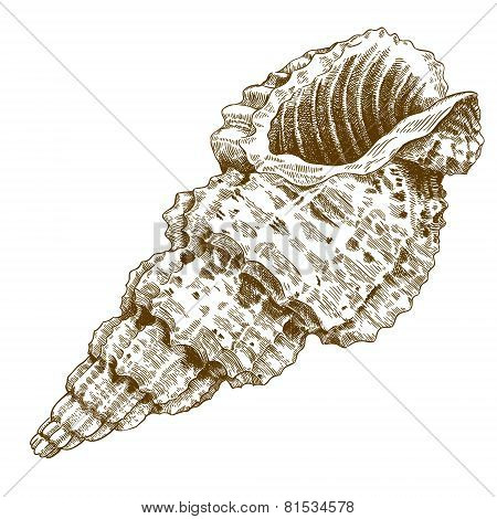 Engraving Antique Illustration Of A Conch Shell