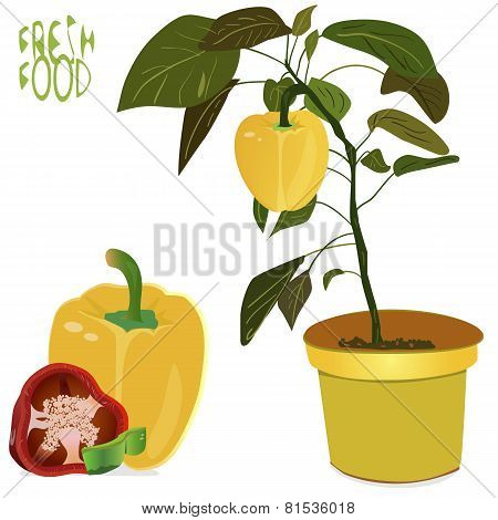 Fresh Pepper
