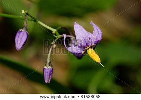 Violet Flower