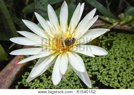 Bug Is Drinking The Juice Of Lotus Pollen