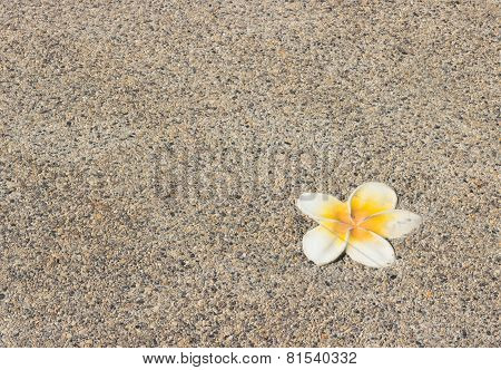 Plumeria Flower On A Background