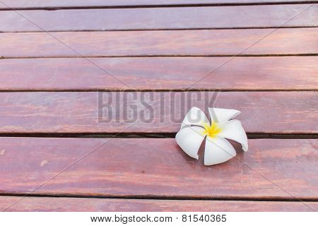 Plumeria Flower