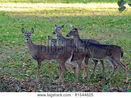 Deer Alert