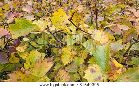 A colorful hedge in a garden.