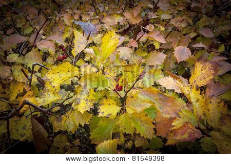 A colorful hedge in a garden. Dark frame.