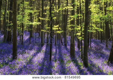 Beautiful Morning In Spring Bluebell Forest With Sun Beams Through Trees