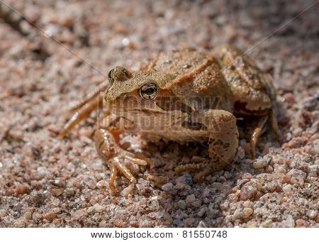 Frog eye