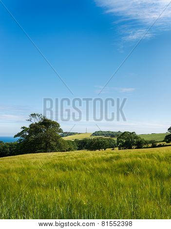 Summer Barley