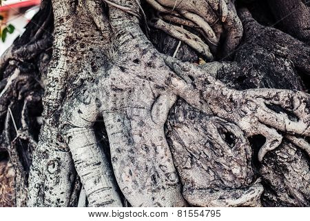 Roots Of A Tree