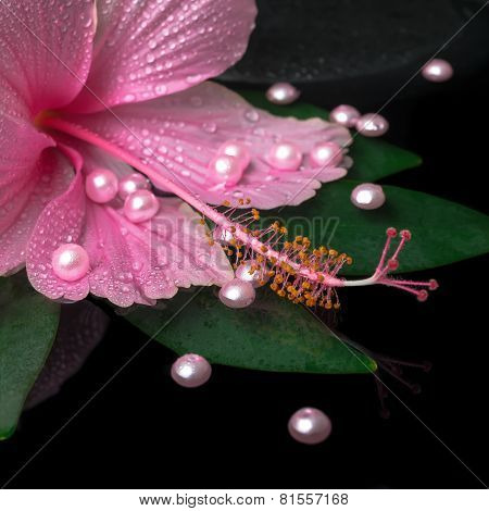 Spa Healthcare Of Pink Hibiscus Flower On Green Leaf With Drops On Zen Stones And Pearl Beads In Ref