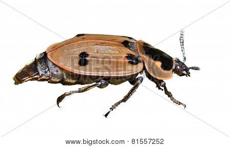 Beetle (silphidae)