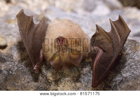 Lesser Horseshoe Bat (rhinolophus Hipposideros)