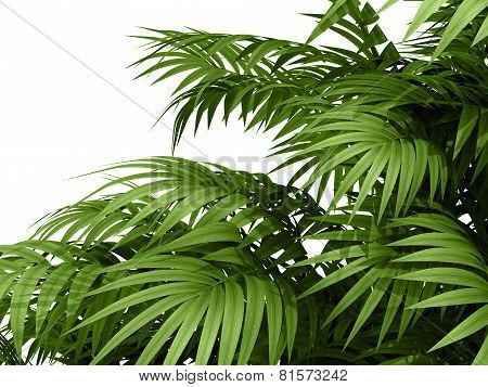 Tropical Plant