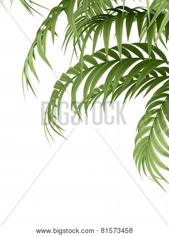 Tropical Plant