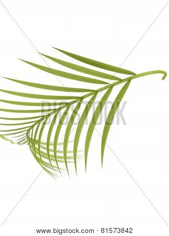 Tropical Plant