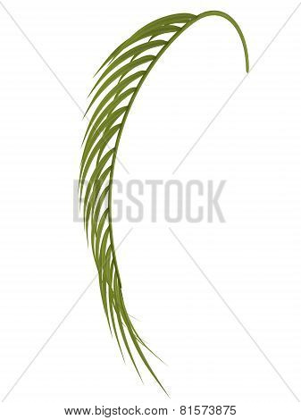 Tropical Plant