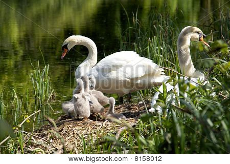 Swan familien