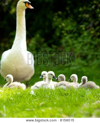 Swan jednotvárněji