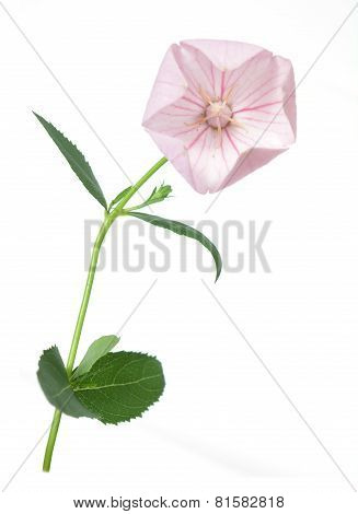 Pink Platycodon