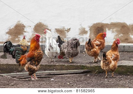 Cock And Hens
