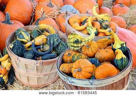 Bumpy Gourd