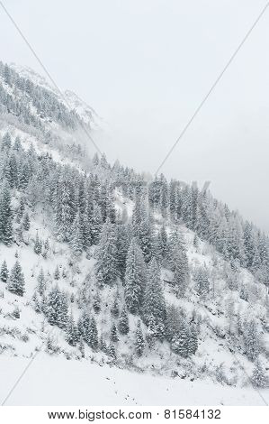 winter scenery