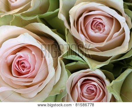 Three Pink Roses