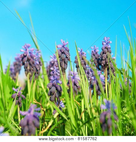 Blue Flowers Grape Hyacinths