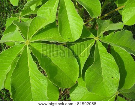 Greens Sleaves