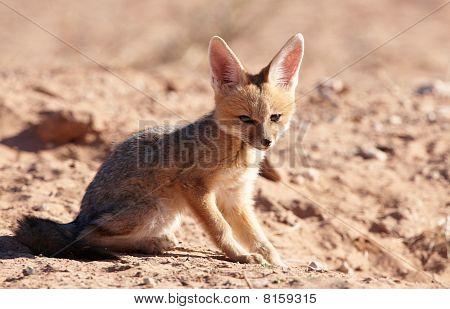 Avviso sciacallo dalla gualdrappa (canis Mesomelas)