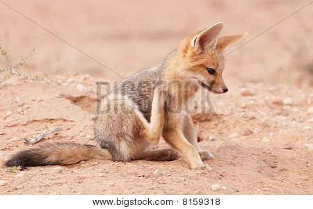 Avviso sciacallo dalla gualdrappa (canis Mesomelas)