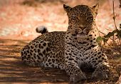 arrogancia de leopardo