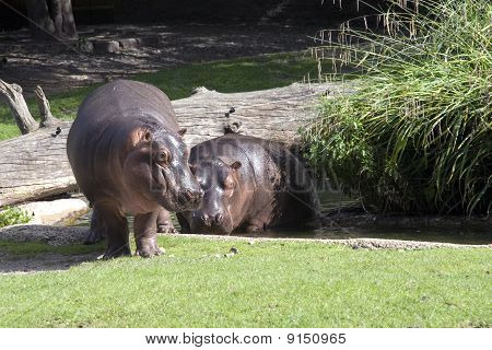 2 Behemoths