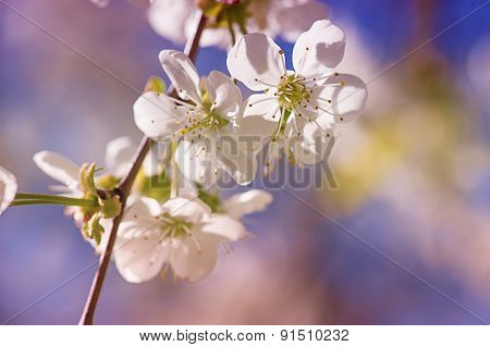 Apricot tree flower