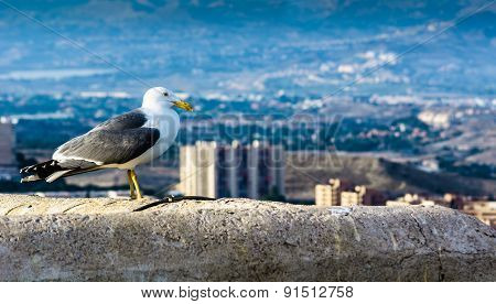 Real Seagull Standing