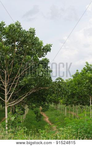 Rubber Tree