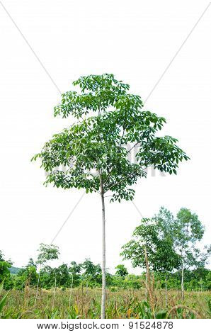 Rubber Tree