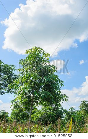 Rubber Tree