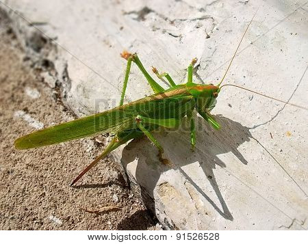 grasshopper