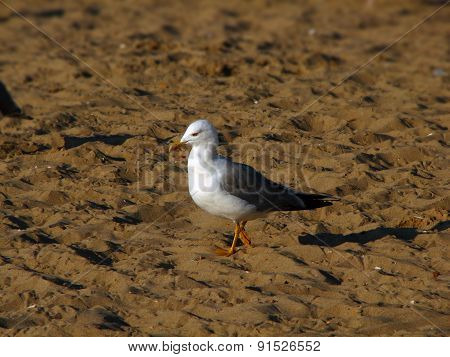 Seagull