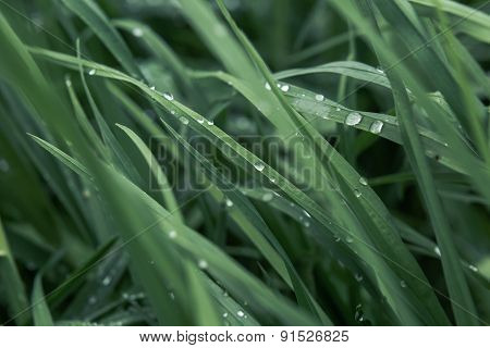 Drops of dew on the grass