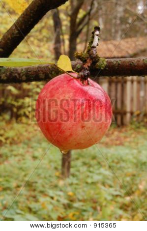 Roter Apfel