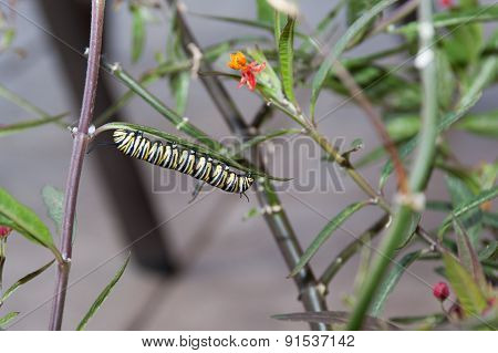 Monarch caterpillar eating milkweed leaves